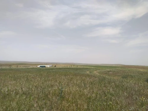 Vente Terrain Agricole Tiaret Naima