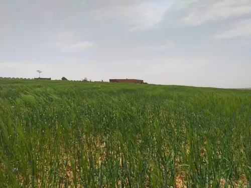 Vente Terrain Agricole Tiaret Naima