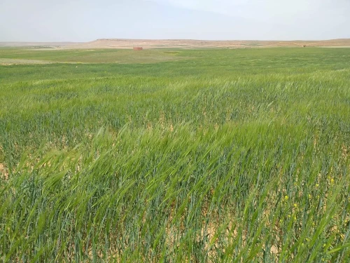 Vente Terrain Agricole Tiaret Naima