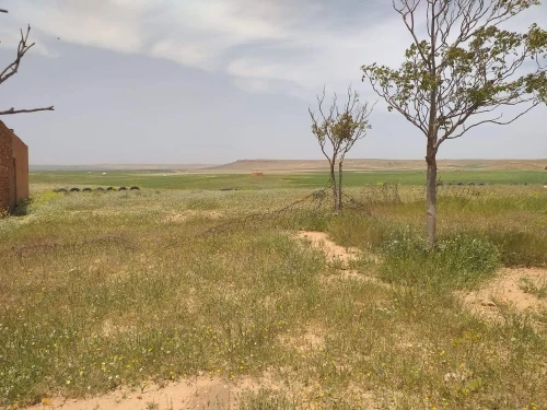 Vente Terrain Agricole Tiaret Naima