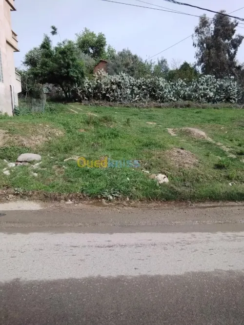 Vente Terrain Skikda Skikda