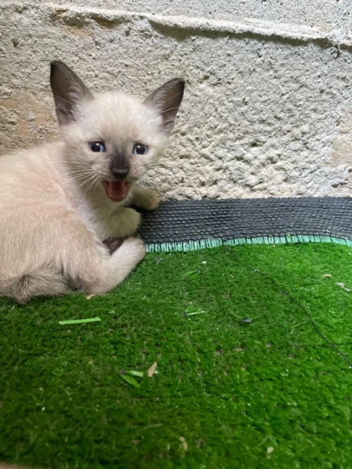 Chat siamois 
