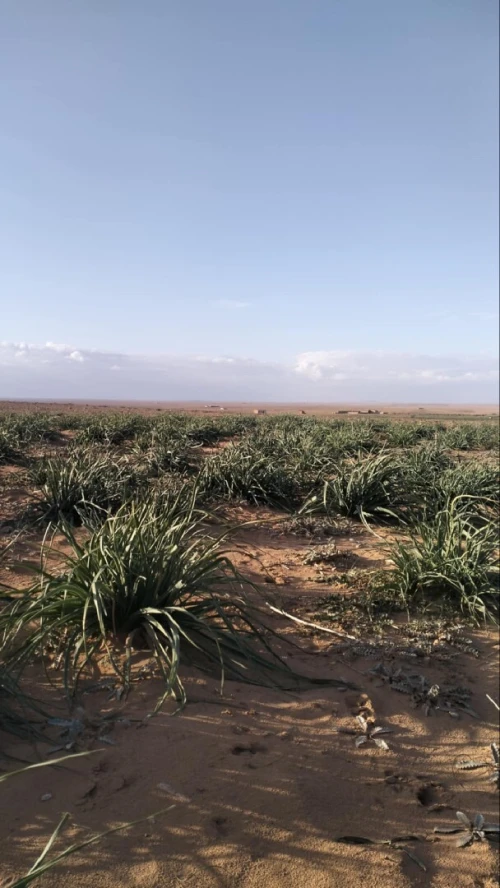 Vente Terrain Agricole Djelfa Ain oussara