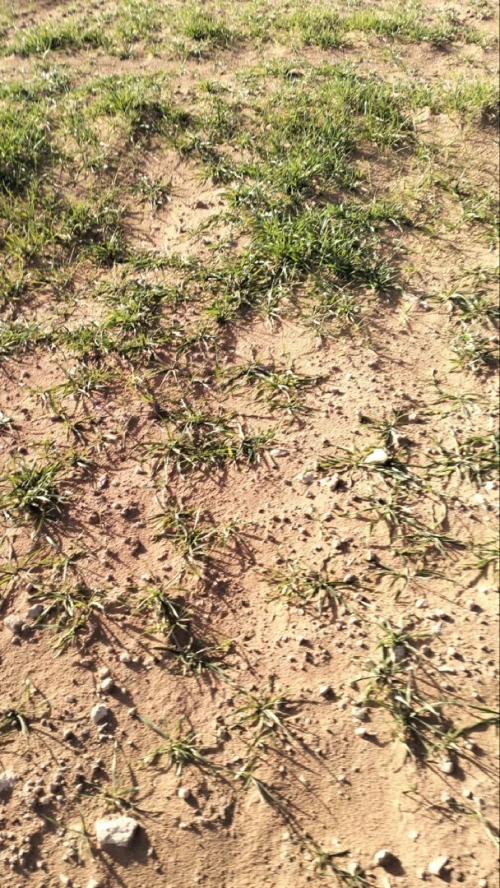 Vente Terrain Agricole Djelfa Ain oussara