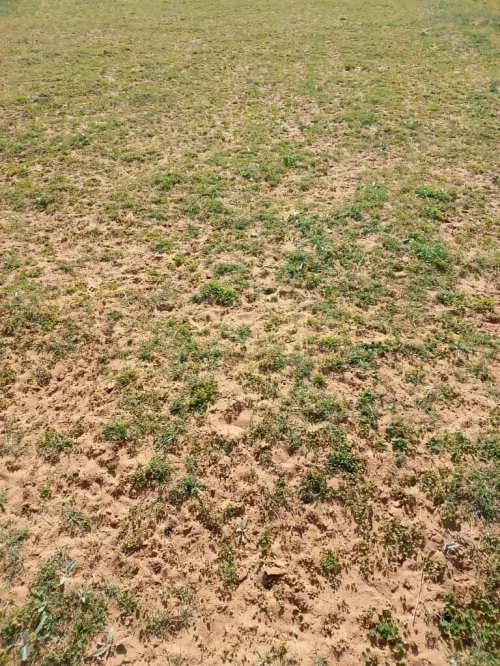 Vente Terrain Agricole Djelfa Benhar