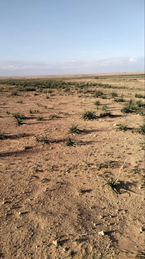 Vente Terrain Agricole Djelfa Ain oussara