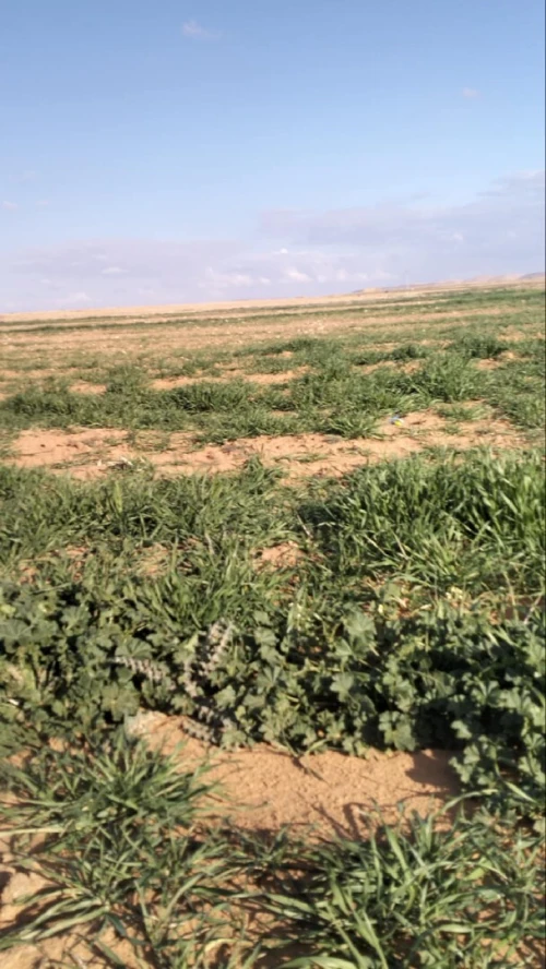 Vente Terrain Agricole Djelfa Ain oussara
