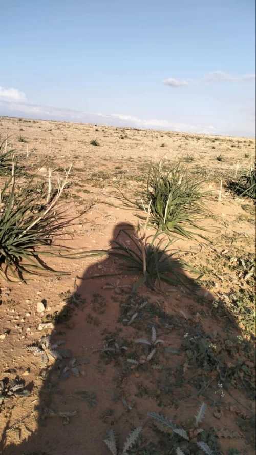 Vente Terrain Agricole Djelfa Ain oussara