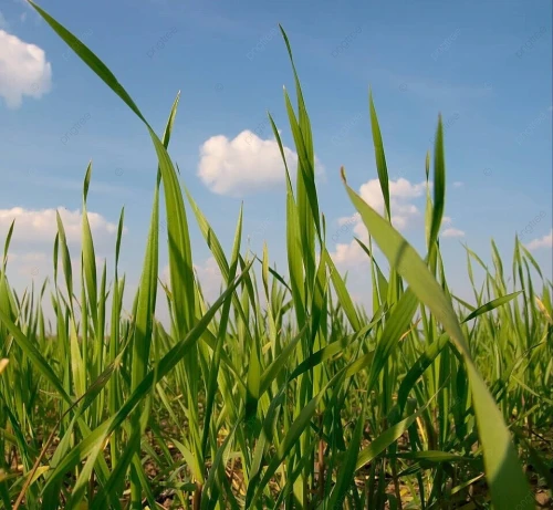 Vente Terrain Agricole Djelfa Benhar