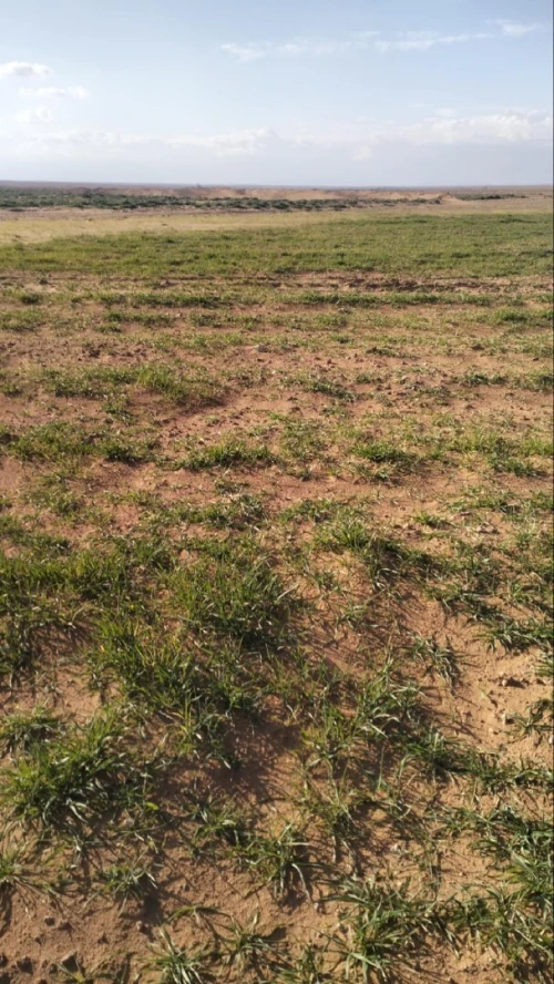 Vente Terrain Agricole Djelfa Ain oussara