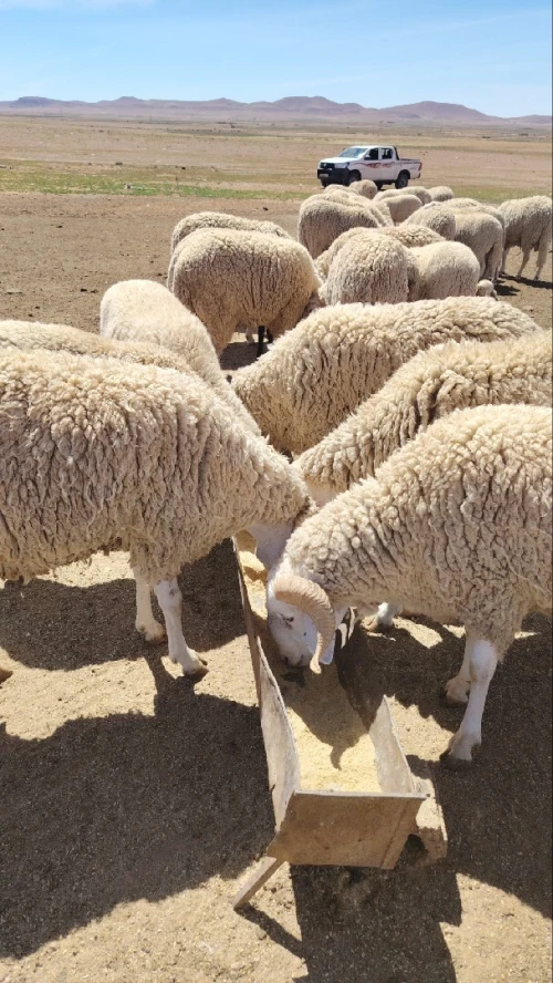 Vente Terrain Agricole Djelfa Benhar