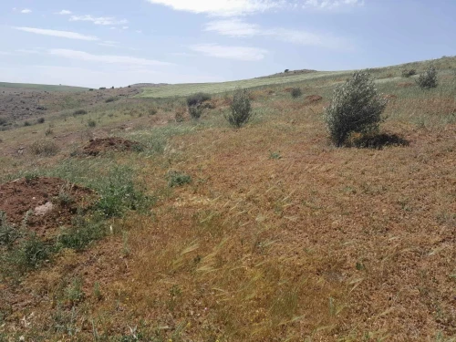 Vente Terrain Agricole Bouira Sour el ghouzlane