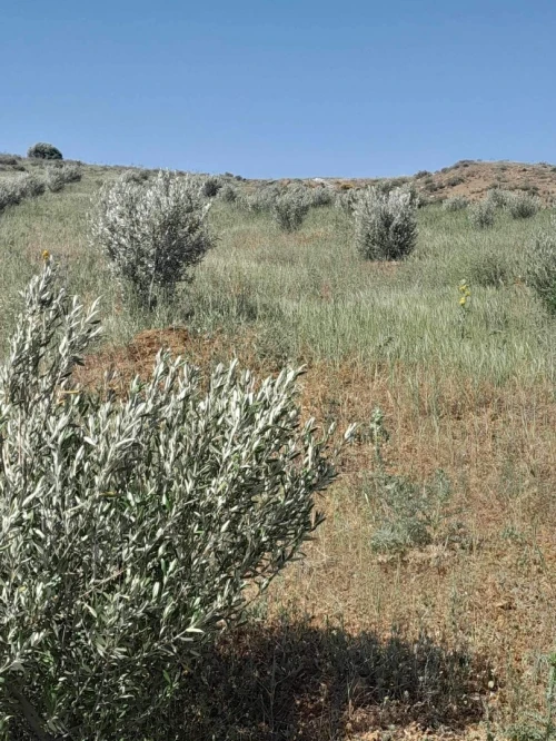 Vente Terrain Agricole Bouira Sour el ghouzlane