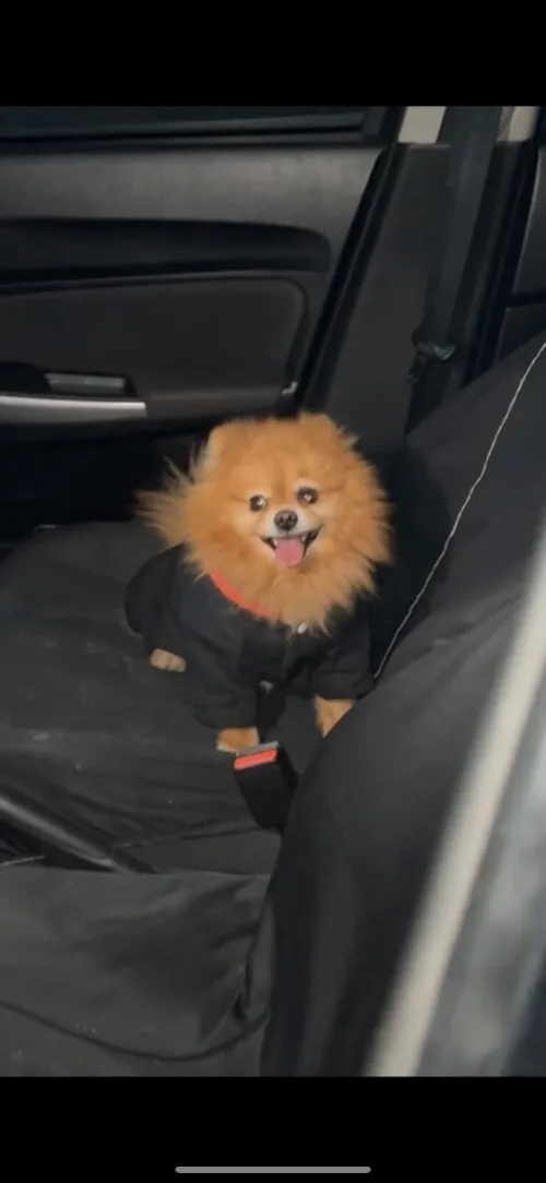 spitz nain