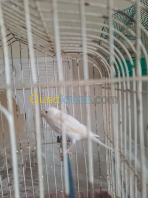 Canari blanc dominant كناري بلو دومينو 