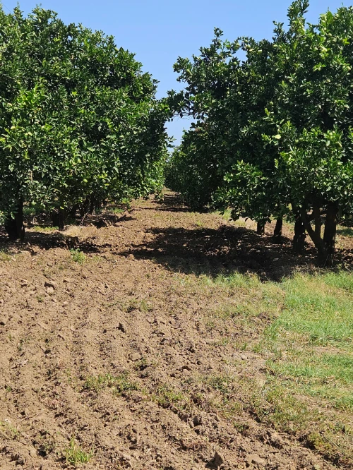 Vente Terrain Agricole Annaba Annaba