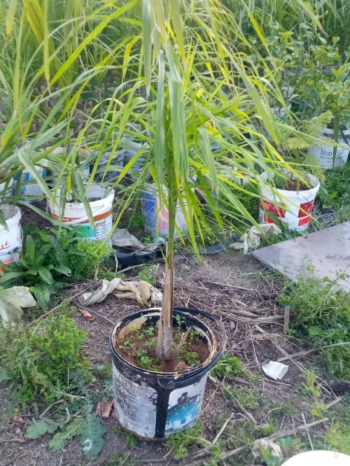 Cocos  كوكوس