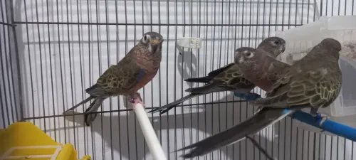 couple perruche de bourke