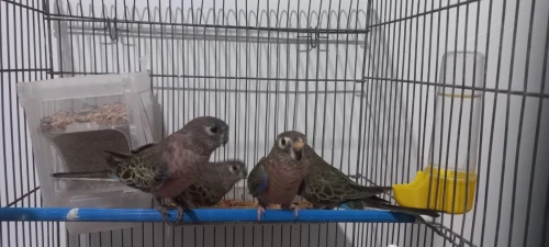 couple perruche de bourke