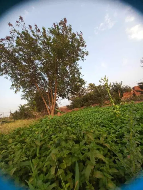 Location Terrain Timimoun Timimoun
