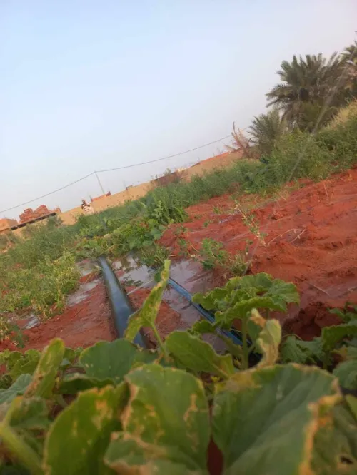 Location Terrain Timimoun Timimoun