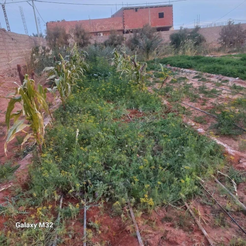Location Terrain Timimoun Timimoun