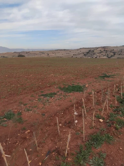 Vente Terrain Agricole Aïn Defla Khemis miliana