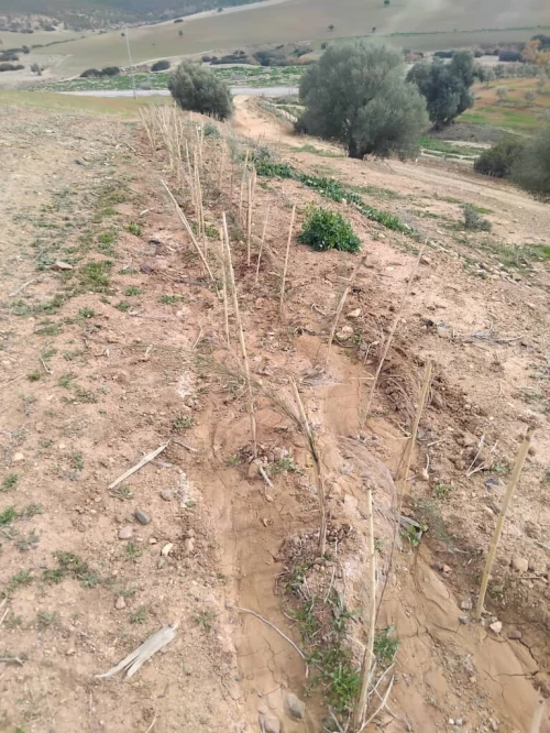 Vente Terrain Agricole Aïn Defla Khemis miliana