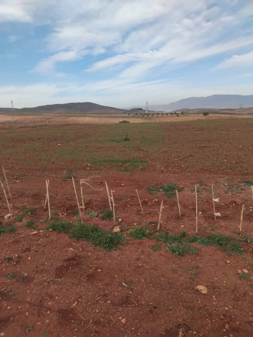 Vente Terrain Agricole Aïn Defla Khemis miliana