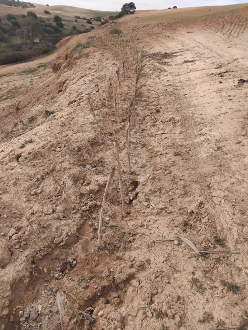 Vente Terrain Agricole Aïn Defla Khemis miliana
