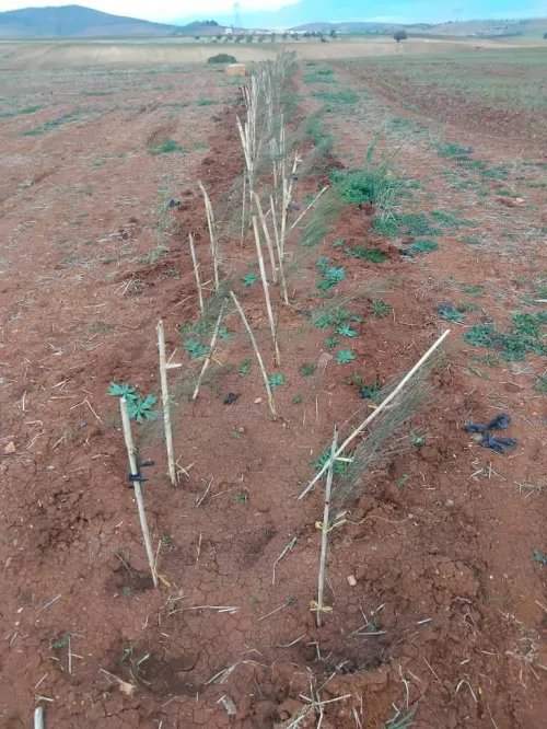 Vente Terrain Agricole Aïn Defla Khemis miliana