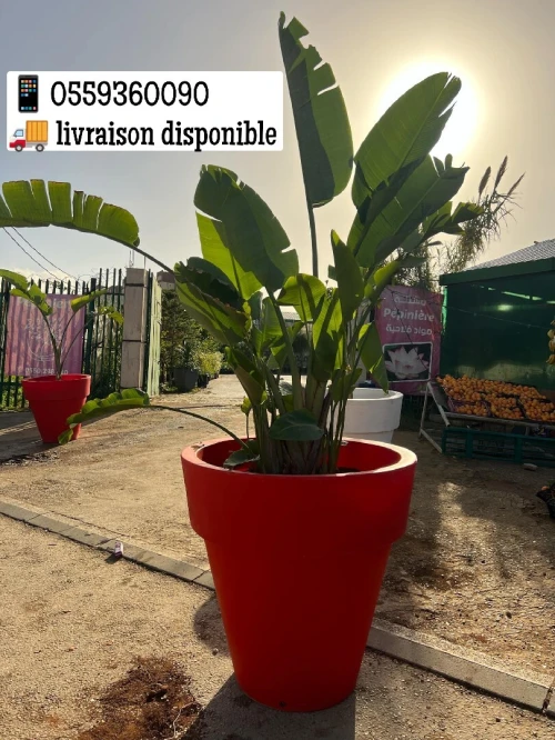 Aménagement floral de terasses avec des pots et plantes d'intérieur et extérieure 0559360090 