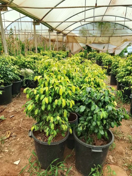 Aménagement floral de terasses avec des pots et plantes d'intérieur et extérieure 0559360090 