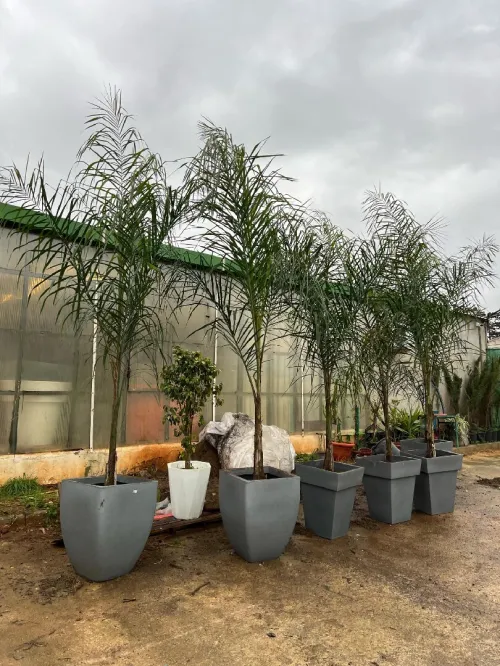 Les pots de fleurs lux et moderne pour décoration intérieure et extérieure 