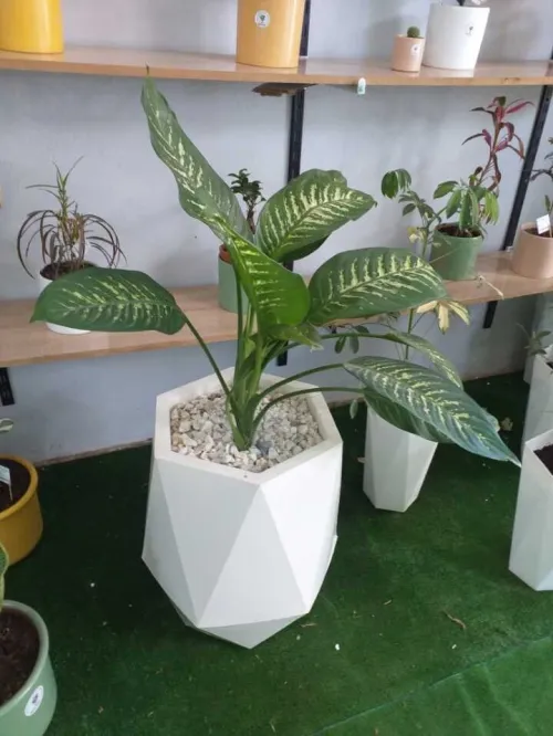 Aménagement floral de terasses avec des pots et plantes d'intérieur et extérieure 0559360090 