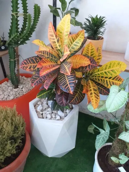 Aménagement floral de terasses avec des pots et plantes d'intérieur et extérieure 0559360090 