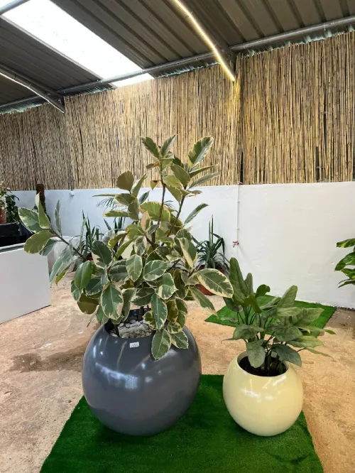 Aménagement floral de terasses avec des pots et plantes d'intérieur et extérieure 0559360090 