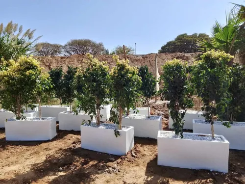 Aménagement floral de terasses avec des pots et plantes d'intérieur et extérieure 0559360090 