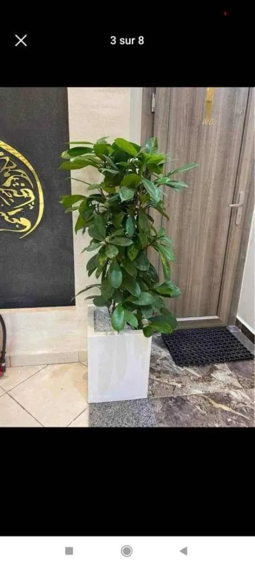 Aménagement floral de terasses avec des pots et plantes d'intérieur et extérieure 0559360090 