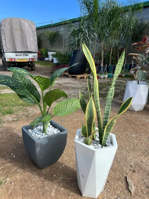 Aménagement floral de terasses avec des pots et plantes d'intérieur et extérieure 0559360090 