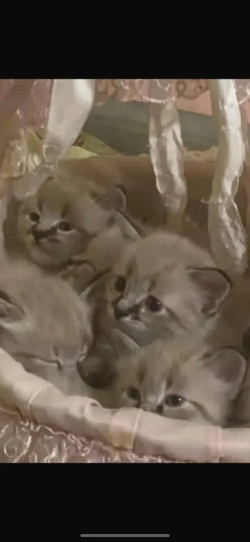 Chattons
