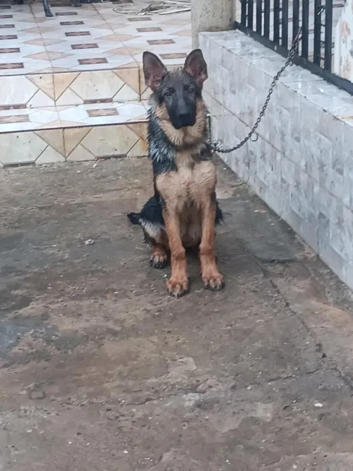 Berger allemand 
