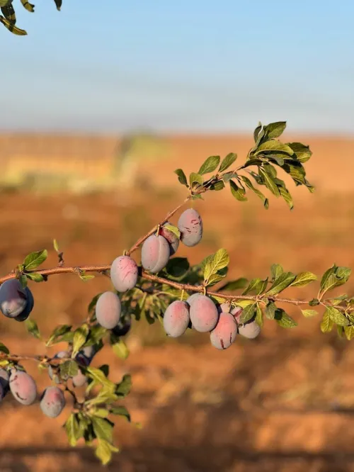 Vente Terrain Agricole Sidi Bel Abbès Tabla