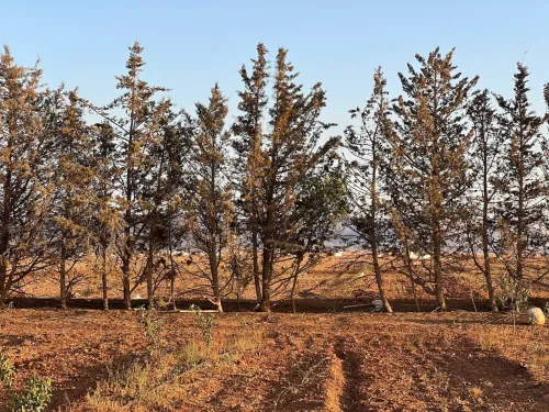 Vente Terrain Agricole Sidi Bel Abbès Tabla