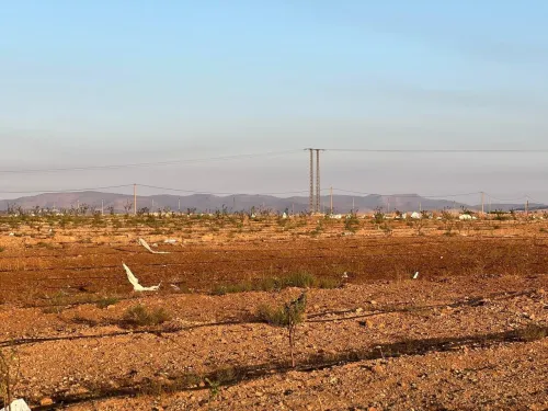 Vente Terrain Agricole Sidi Bel Abbès Tabla