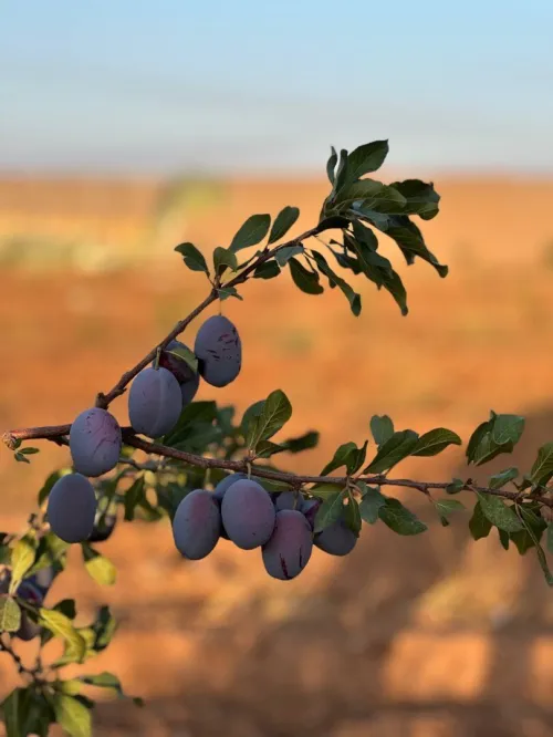 Vente Terrain Agricole Sidi Bel Abbès Tabla