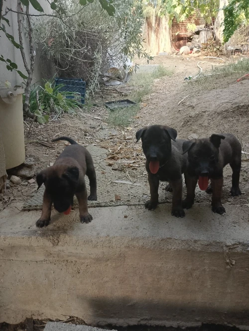 Chiots malinois 