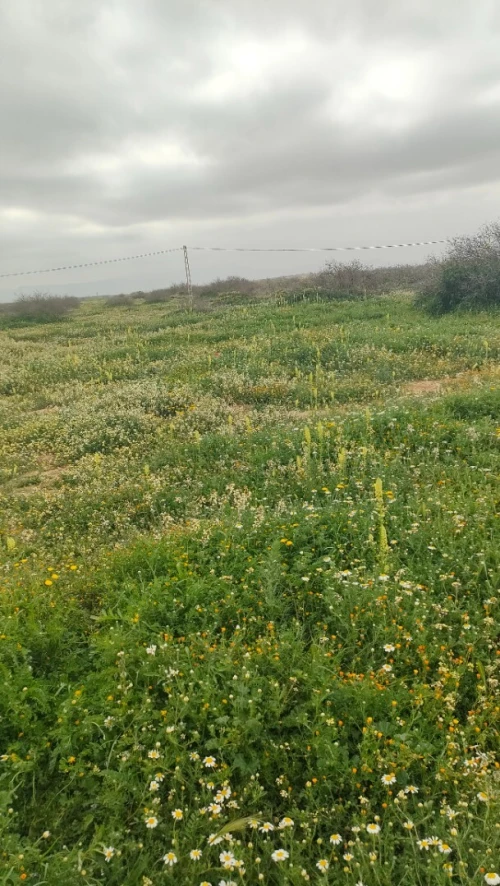 Vente Terrain Agricole Djelfa Had sahary