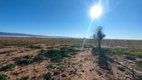 Vente Terrain Agricole Djelfa Had sahary