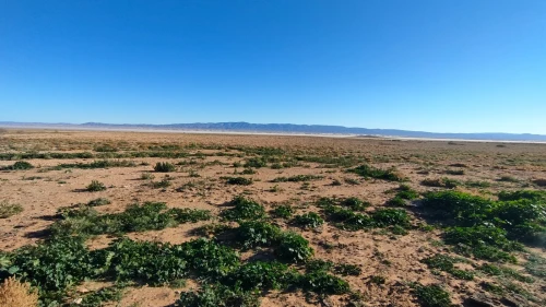 Vente Terrain Agricole Djelfa Had sahary